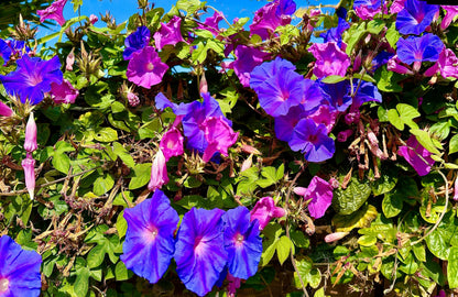 50 Mixed Colors MORNING GLORY Ipomoea Purpurea Vine Flower Seeds