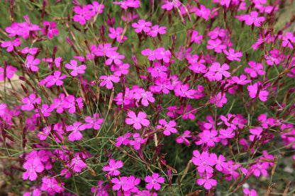 550 MAIDEN PINKS Mixed Colors Dianthus Deltoides Flower Seeds