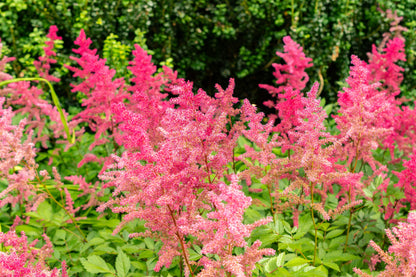 100 PINK MIX ASTILBE (False Spirea / False Goats Beard) Astilbe Chinensis Flower Seeds