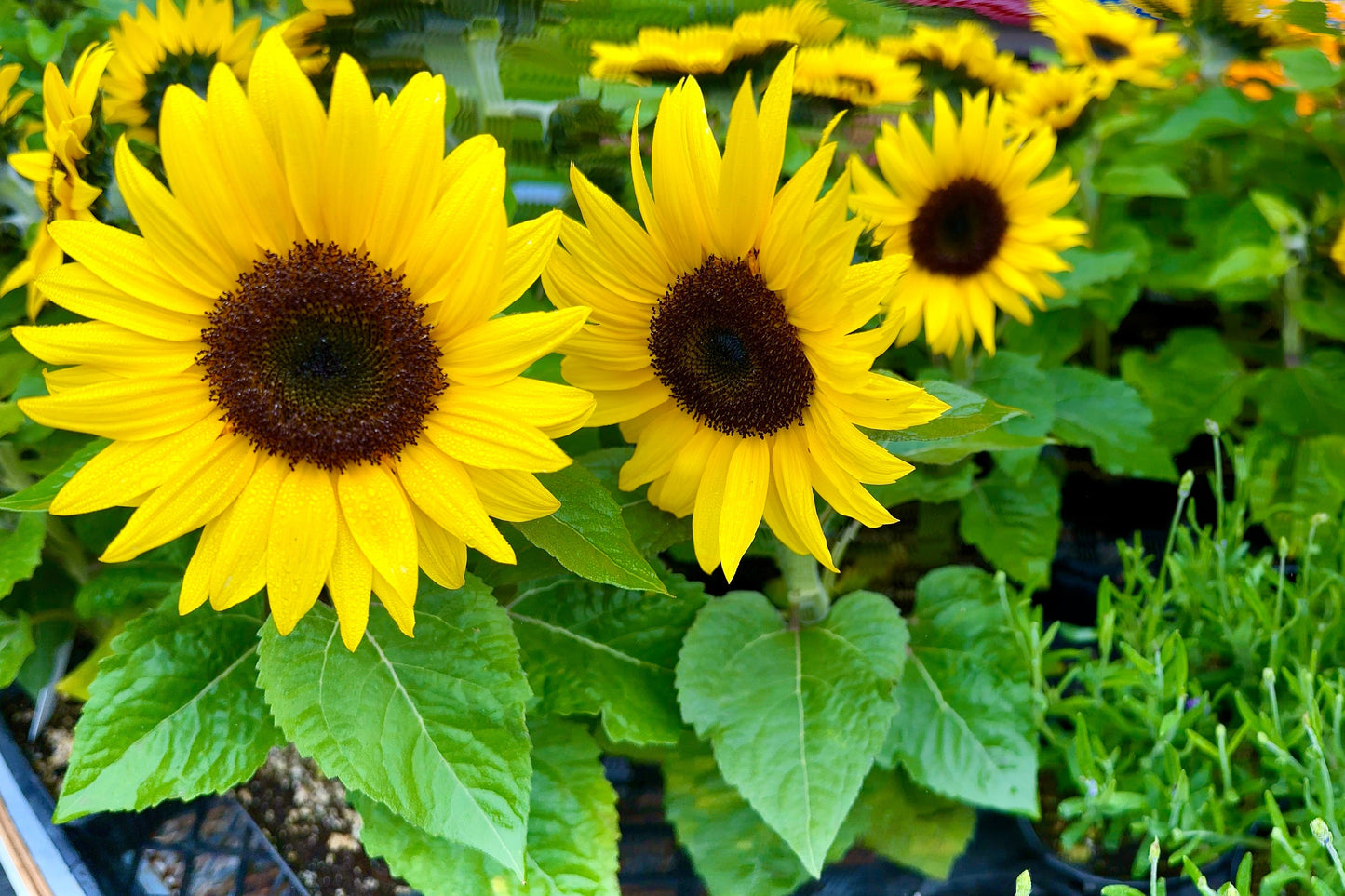 30 INCREDIBLE DWARF SUNFLOWER Helianthus Annuus Flower Seeds