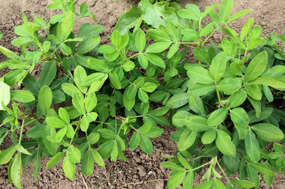 20 Seeds Early SPANISH PEANUT Arachis Hypogaea Perennial Nut Plant