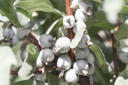 10 AMERICAN SILVERBERRY Elaeagnus Commutata aka Wolf Willow Wolfberry Wild Olive Berry Fruit Shrub Seeds