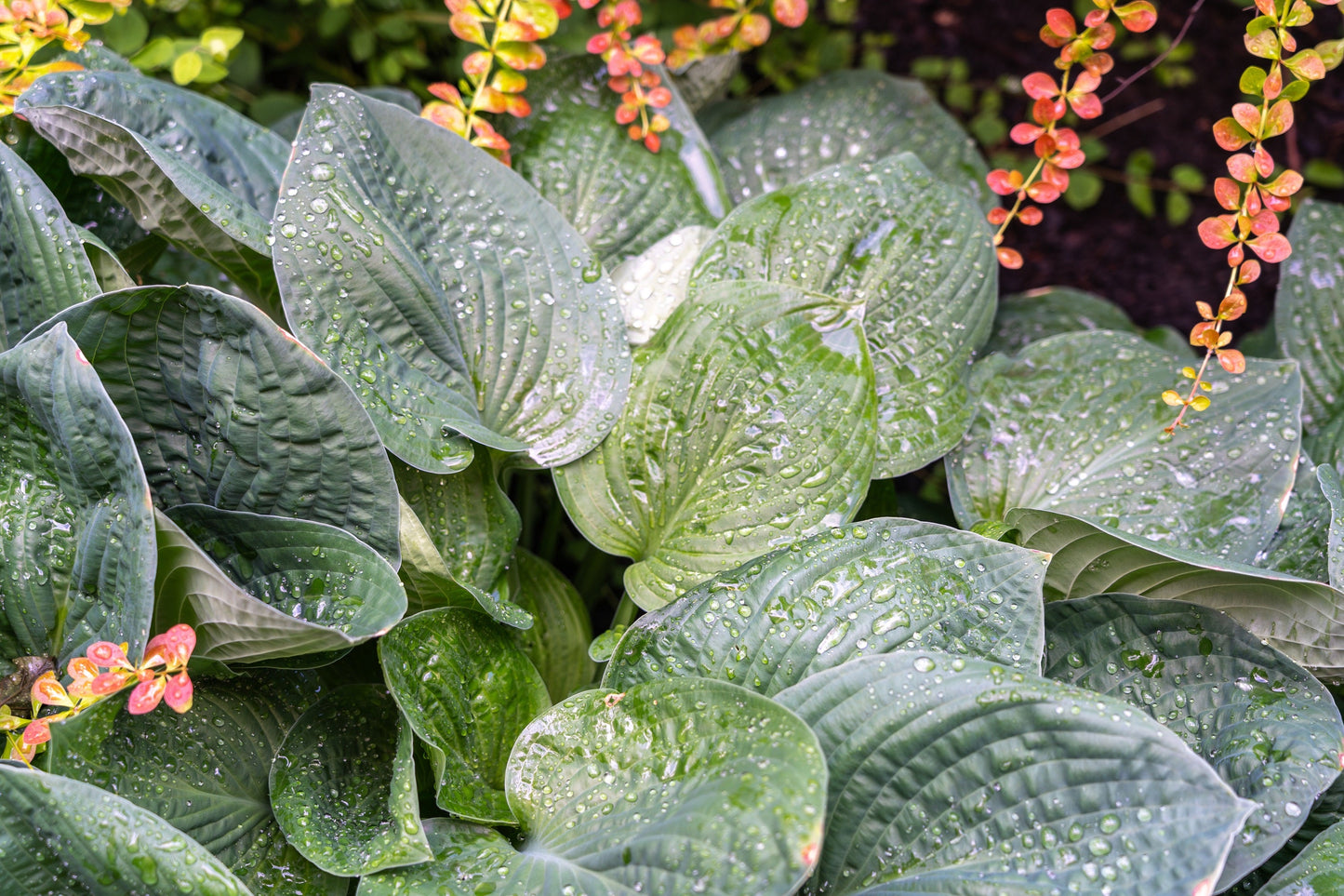 10 HOSTA ELEGANS Shade Lover Flower Seeds