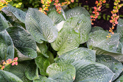 10 HOSTA ELEGANS Shade Lover Flower Seeds