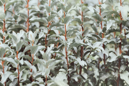 10 AMERICAN SILVERBERRY Elaeagnus Commutata aka Wolf Willow Wolfberry Wild Olive Berry Fruit Shrub Seeds