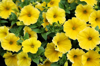 250 MIXED COLORS PETUNIA Flower Seeds