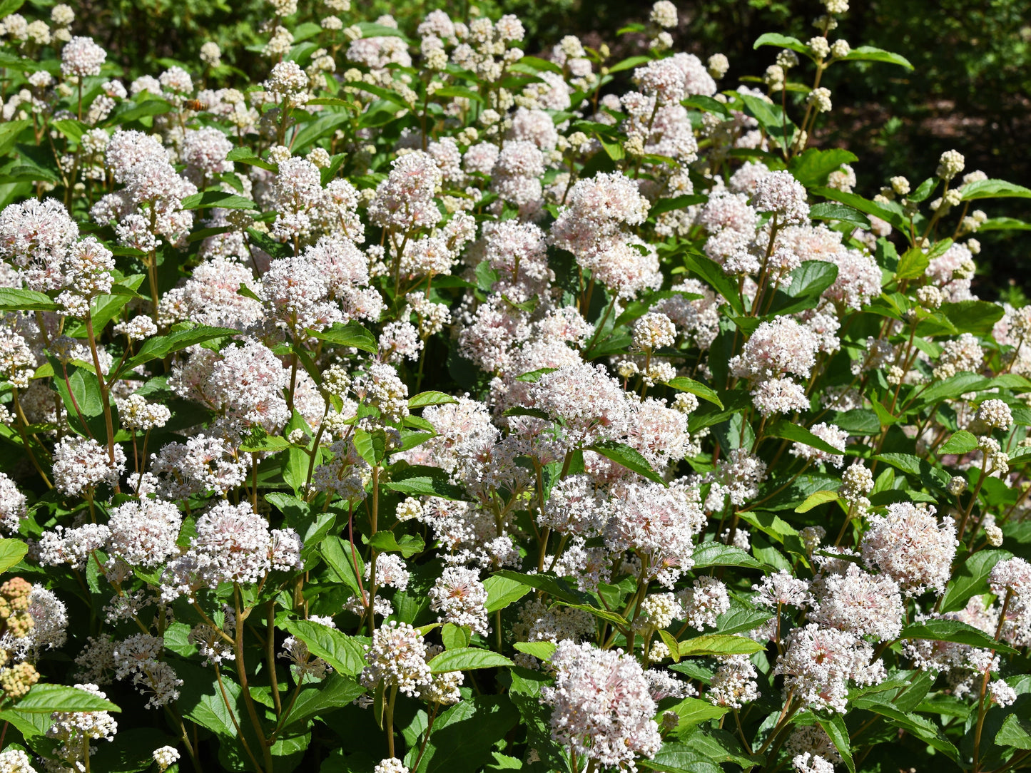 20 NEW JERSEY TEA Hummingbird Flower Ceanothus Americanus White Light Pink Shrub Seeds
