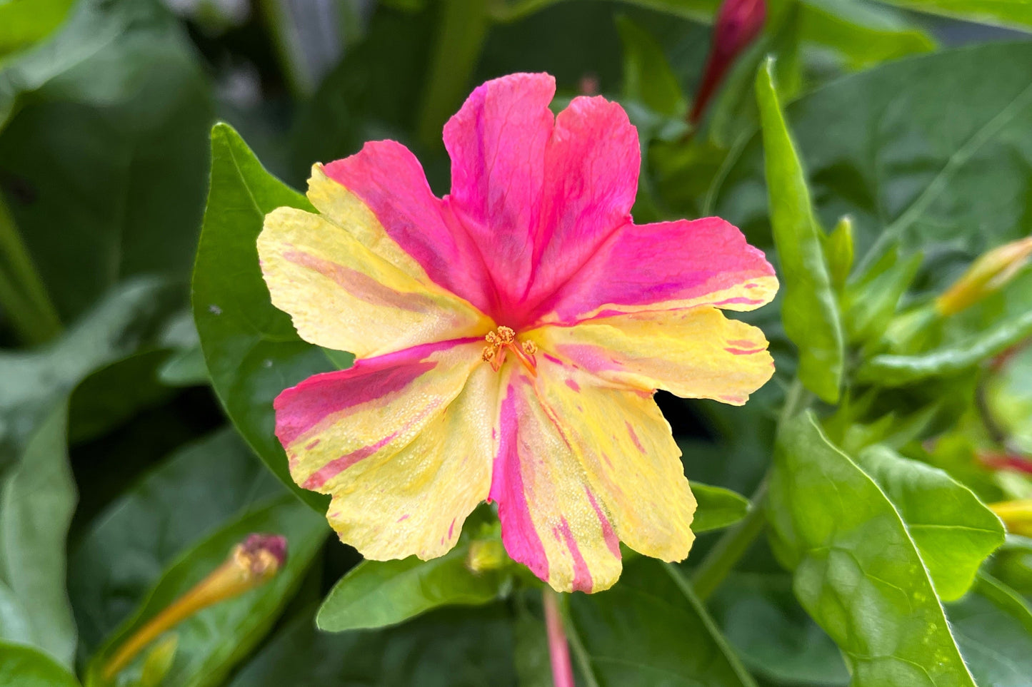 75 MIXED FOUR O CLOCK aka Marvel of Peru Mirabilis Jalapa Flower Seeds