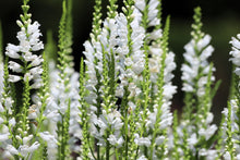 50 WHITE Showy OBEDIENT PLANT False Dragon Head Physostegia Virginiana Flower Seeds