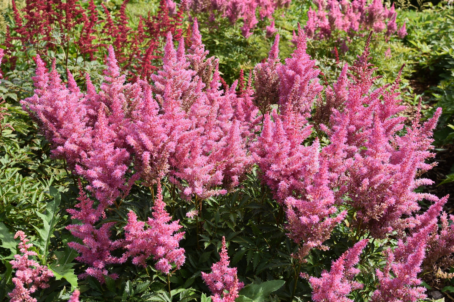 100 PINK MIX ASTILBE (False Spirea / False Goats Beard) Astilbe Chinensis Flower Seeds