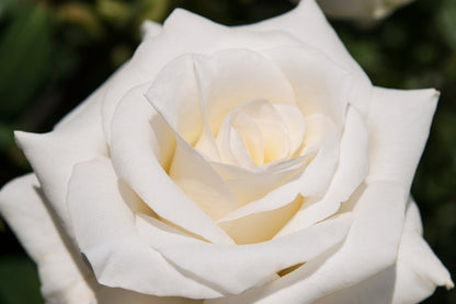 5 WHITE ROSE Rosa Bush Shrub Perennial Flower Seeds