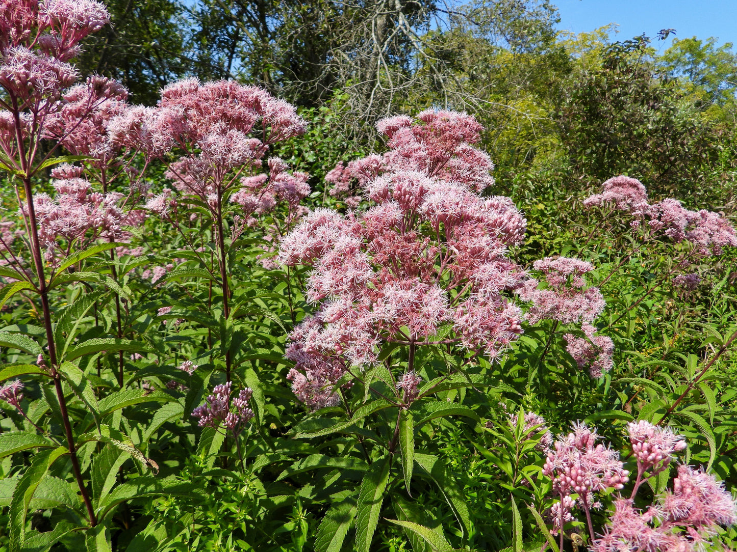 50 Pink JOE PYE WEED Eupatorium Maculatum Flower Seeds