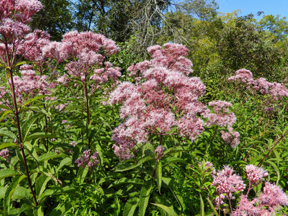 50 Pink JOE PYE WEED Eupatorium Maculatum Flower Seeds