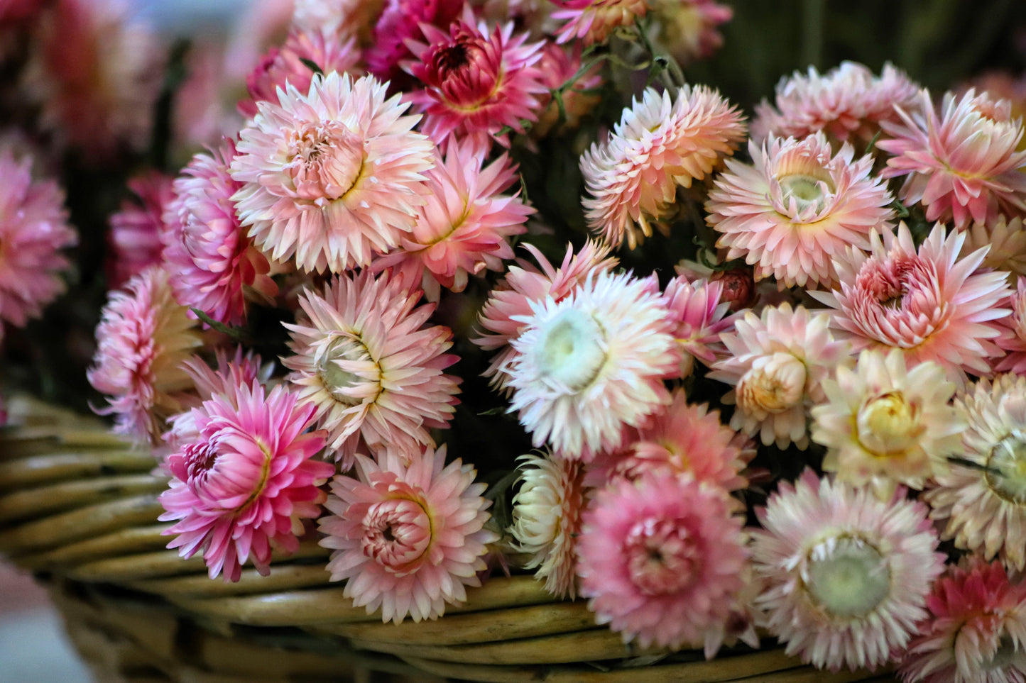 100 TALL Double MIXED Colors STRAWFLOWER Xerochrysum Bracteatum Helichrysum Monstrosum Flower Seeds