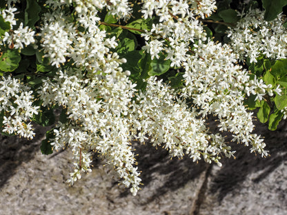 35 EUROPEAN PRIVET HEDGE Common Wild Ligustrum Vulgare Flower Shrub Seeds