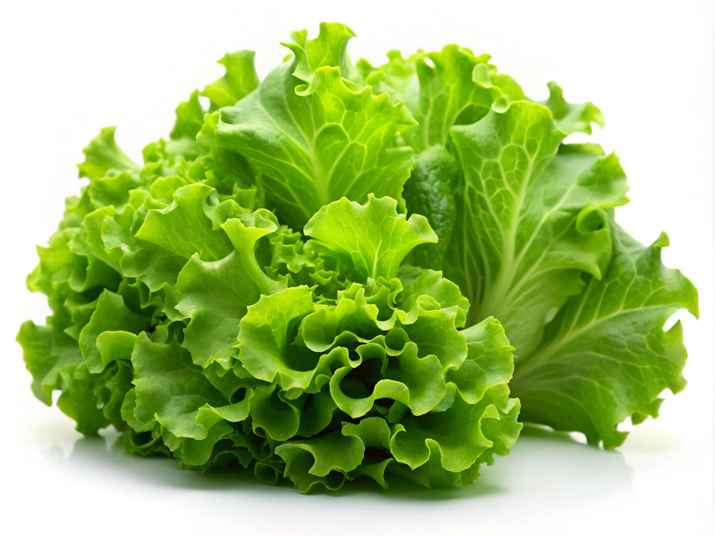 3000 Black Seeded Simpson LEAF LETTUCE Lactuca Sativa Vegetable Seeds