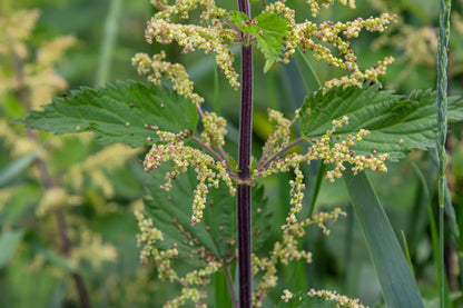 200 STINGING NETTLE Urtica Dioica (aka Common, California, or Bull Nettle / Tread Softly) Flower Seeds