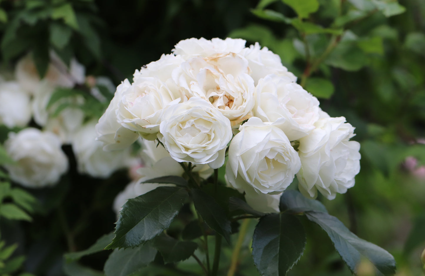 5 WHITE ROSE Rosa Bush Shrub Perennial Flower Seeds