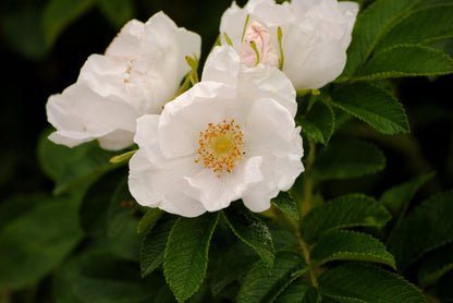 10 WHITE JAPANESE ROSE Rosa Rugosa Alba Bush Rugosa Rose Flower Seeds