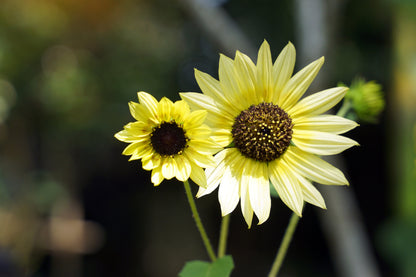 50 VANILLA ICE SUNFLOWER Two Tone Light Yellow Helianthus Annuus Flower Seeds