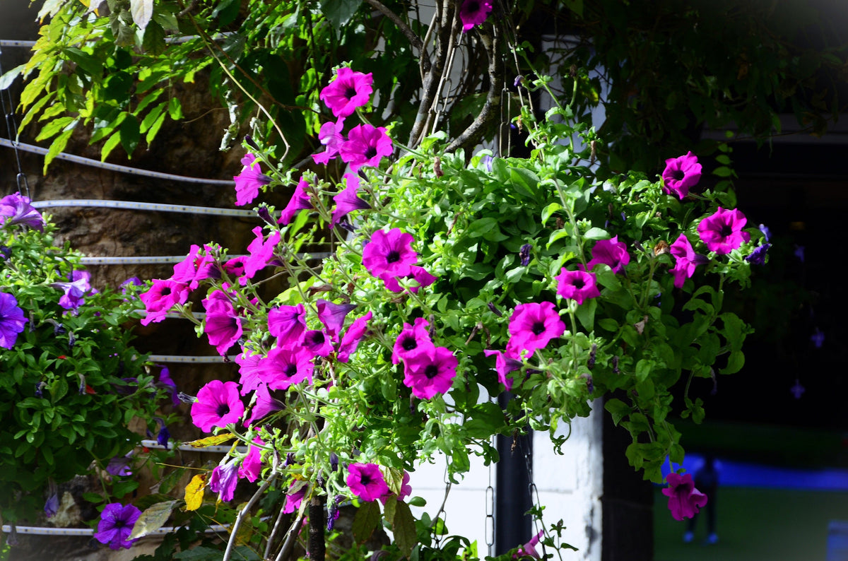 200 Purple LAURA BUSH PETUNIA Violacea Integrifolia Violet Perennial Trumpet Flower Seeds