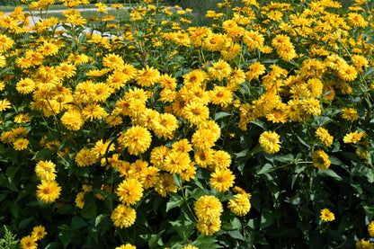 50 SUMMER SUN SUNDROPS Yellow Heliopsis Scabra False Sunflower Flower Seeds