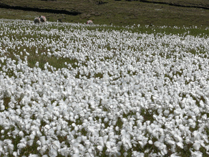 25 TAWNY COTTONGRASS Flower Seeds Eriophorum Virginicum Hare's Tail Cotton Grass Seeds