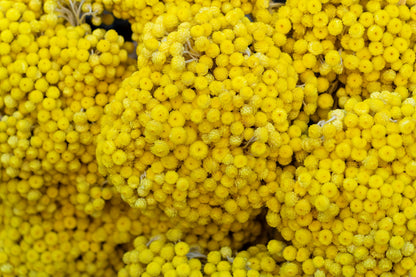 50 YELLOW DOUBLE STRAWFLOWER  Xerochrysum Bracteatum Helichrysum Flower Seeds