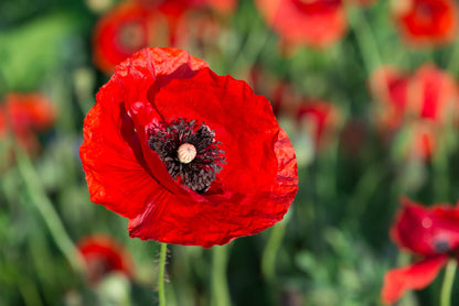 1000 Red AMERICAN LEGION (Corn / Shirley / Flanders) POPPY Papaver Rhoeas Flower Seeds