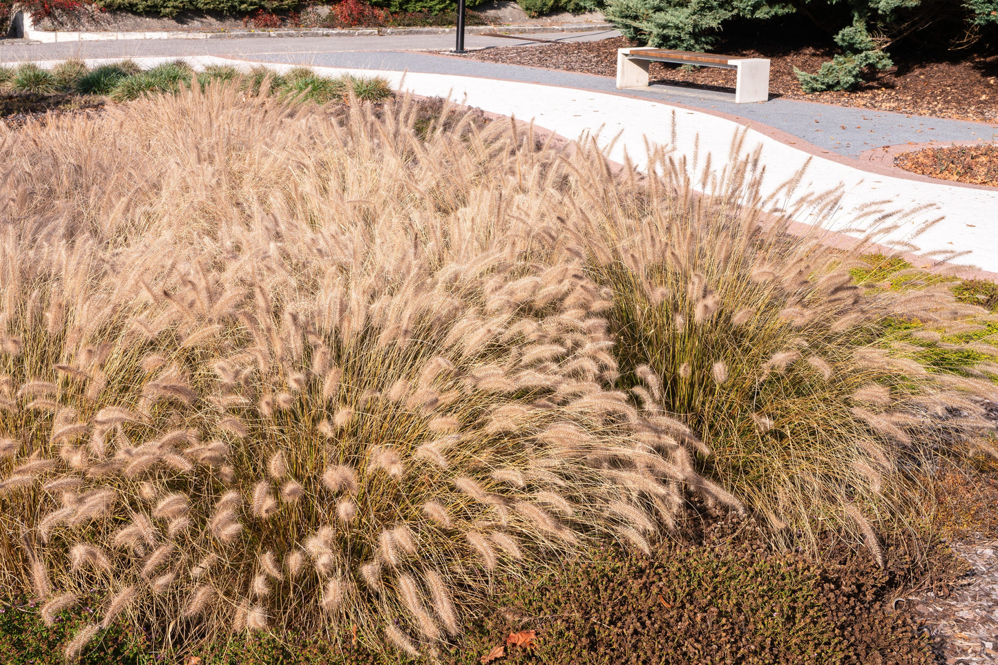 25 Dwarf Purple CHINESE FOUNTAIN GRASS Pennisetum Alopecuroides Hardy Ornamental Seeds