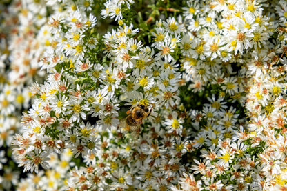 100 WHITE HEATH ASTER Prairie Ericoides Flower Seeds