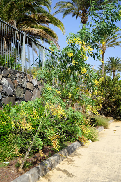 250 TREE TOBACCO Nicotiana Glauca Yellow Trumpet Flower Herb Shrub Seeds