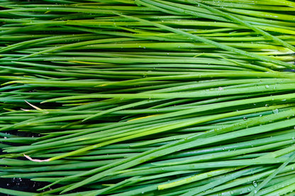 500 CHIVE Allium Schoenoprasum Vegetable Seeds