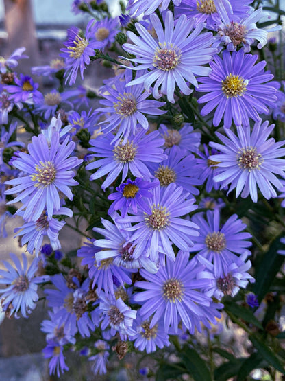 100 HEART LEAVED ASTER Cordifolius Symphyotrichum Blue Wood Aster Flower Seeds