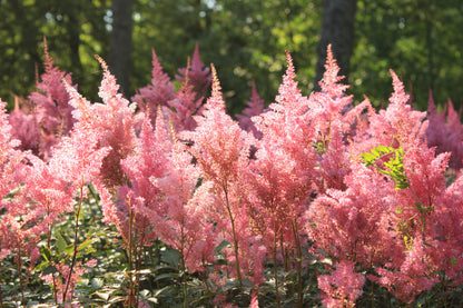 100 PINK MIX ASTILBE (False Spirea / False Goats Beard) Astilbe Chinensis Flower Seeds