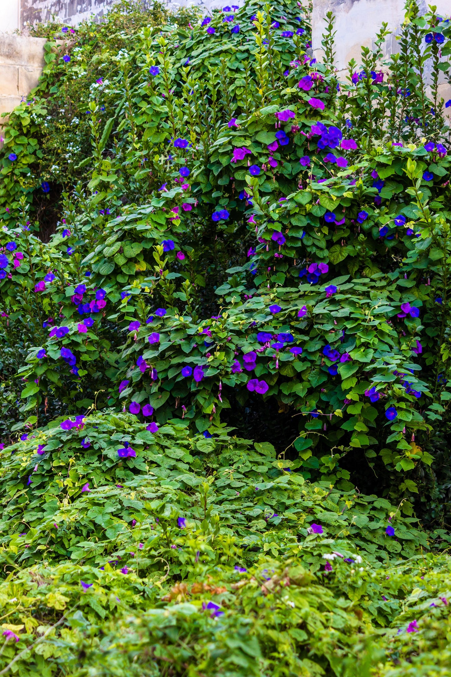 100 PURPLE MORNING GLORY Ipomoea Nil Flower Vine Seeds