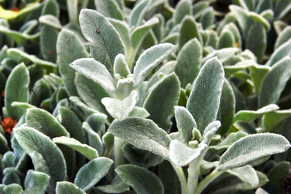 100 Wolly LAMBS EAR Stachys Byzantina Silvery Fuzzy Leaves Purple Flower Seeds
