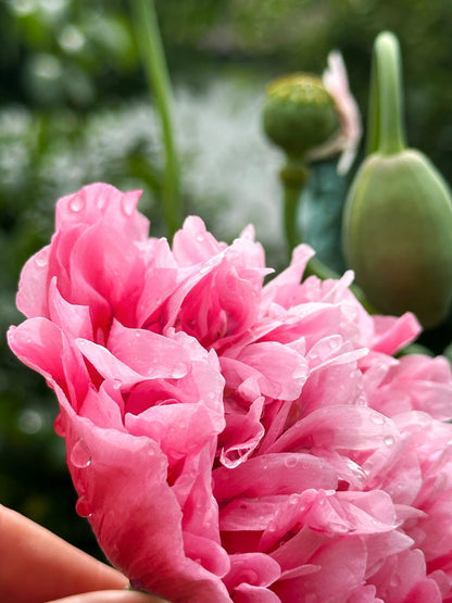 250 Bombast ROSE PEONY POPPY Papaver Peoniflorum Flower Seeds