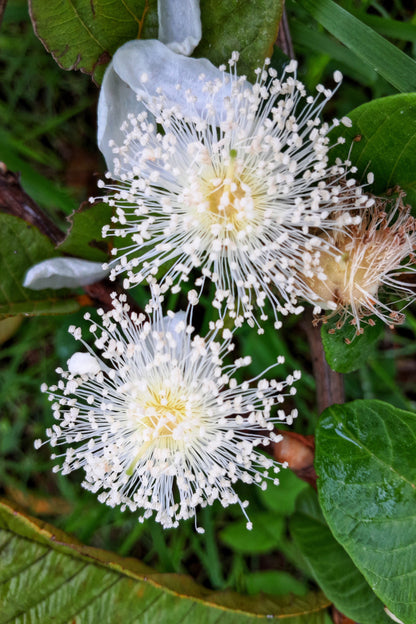 1000 BULK GUAVA Fruit Tree Shrub Psidium Guajava White Flowers Fruit Seeds