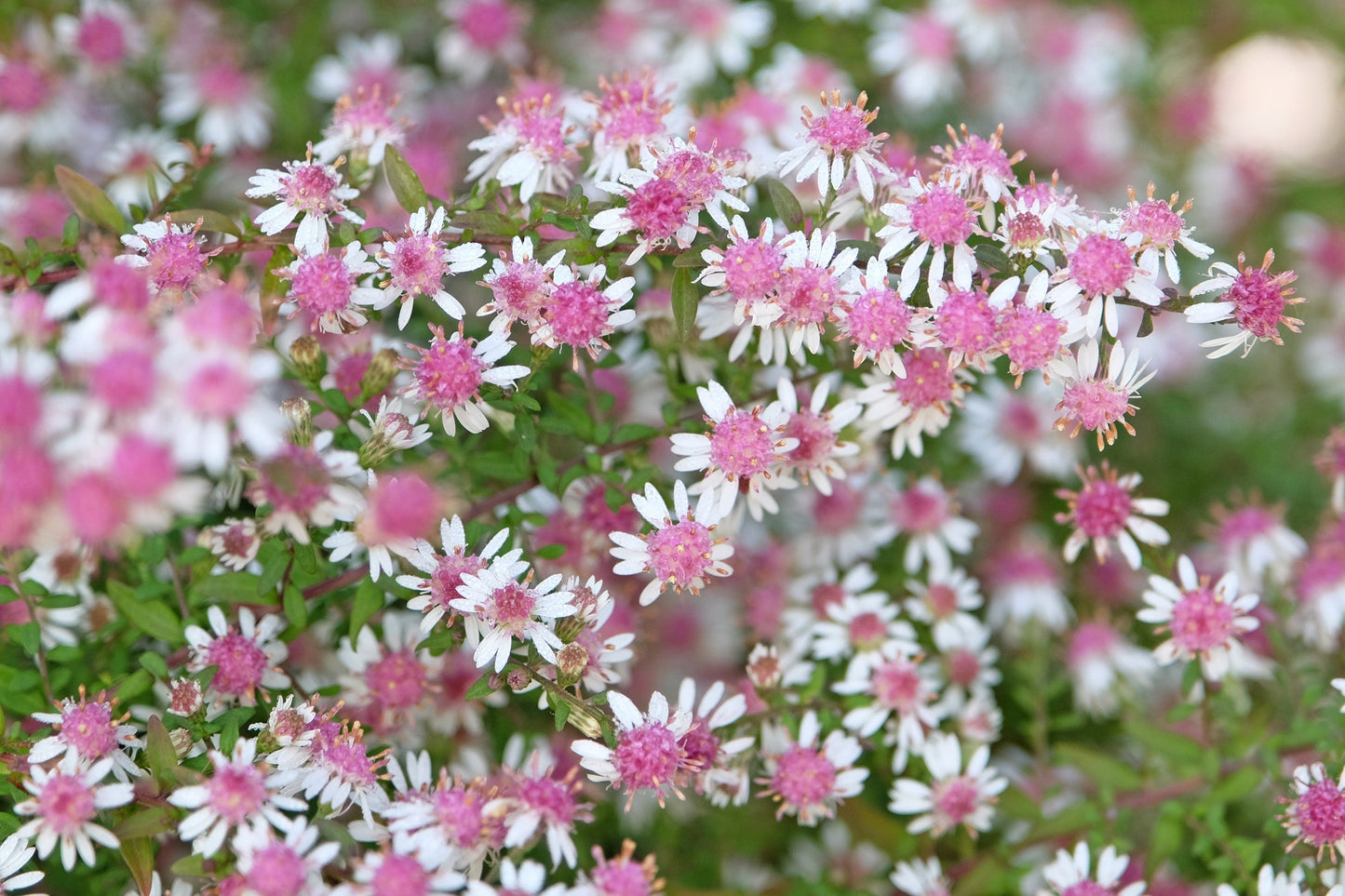 100 LADY In BLACK Calico ASTER Aster Lateriflorus Flower Seeds