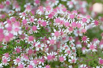 100 LADY In BLACK Calico ASTER Aster Lateriflorus Flower Seeds