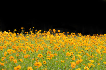 300 YELLOW SULPHUR COSMOS Bipinnatus Flower Seeds