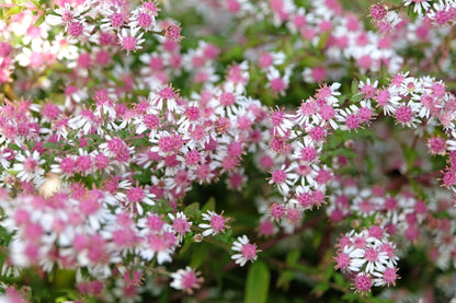 100 LADY In BLACK Calico ASTER Aster Lateriflorus Flower Seeds