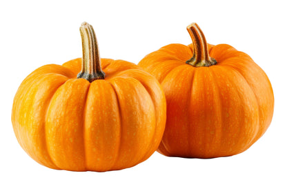 20 JACK Be LITTLE PUMPKIN Miniature Vegetable Cucurbita Pepo Seeds