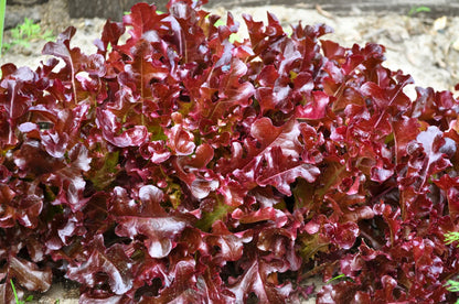 3000 Leaf Lettuce RED SALAD BOWL Lactuca Sativa Vegetable Seeds