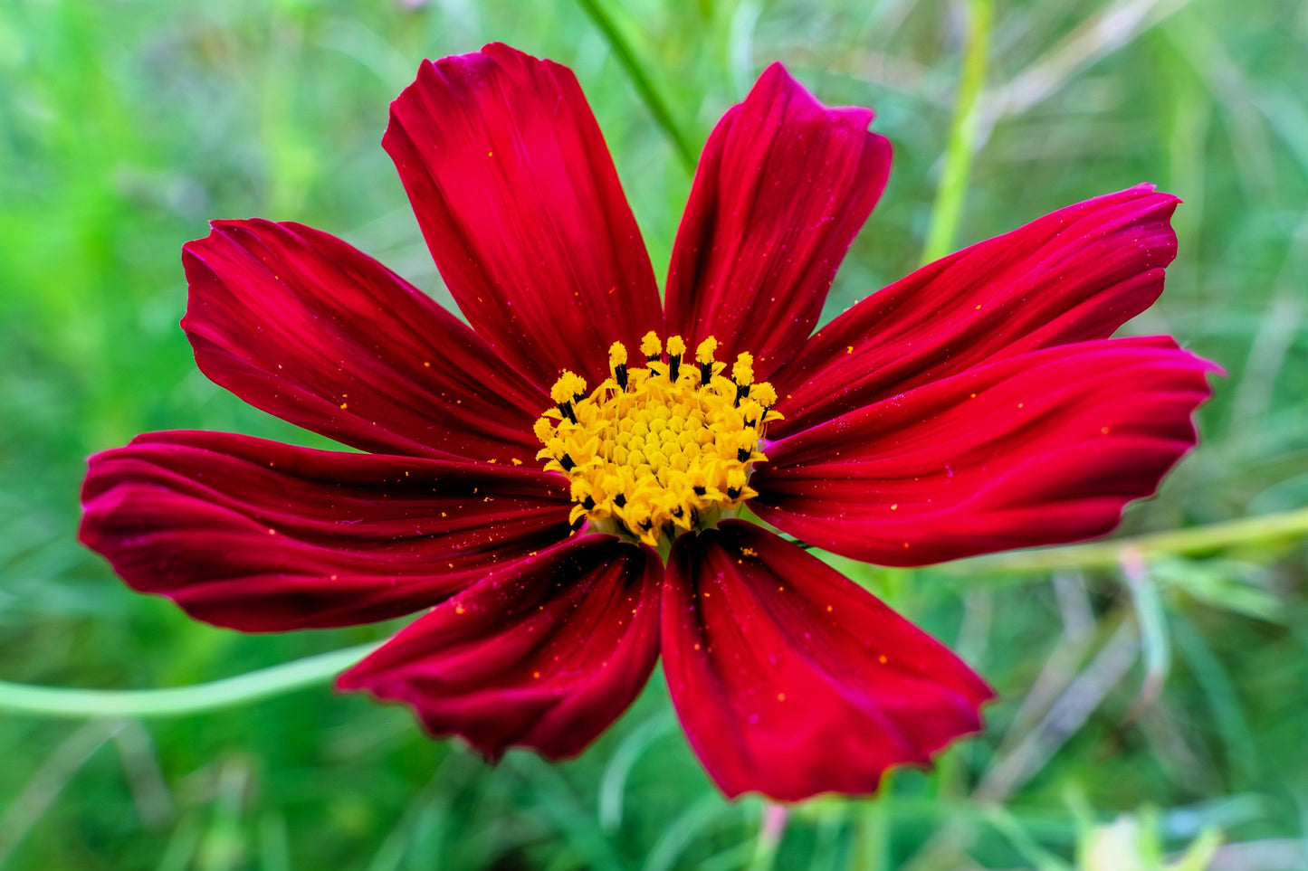 300 RED COSMOS DAZZLER Cosmos Bipinnatus Flower Seeds