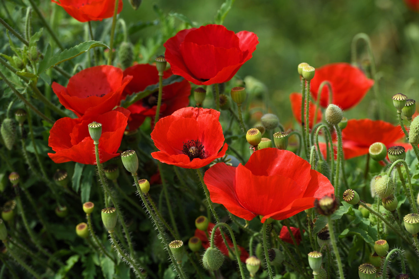 1000 Red AMERICAN LEGION (Corn / Shirley / Flanders) POPPY Papaver Rhoeas Flower Seeds