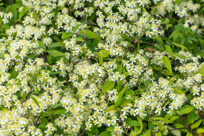 20 WHITE CLEMATIS Virginiana / Virgins Bower Flower Vine Seeds