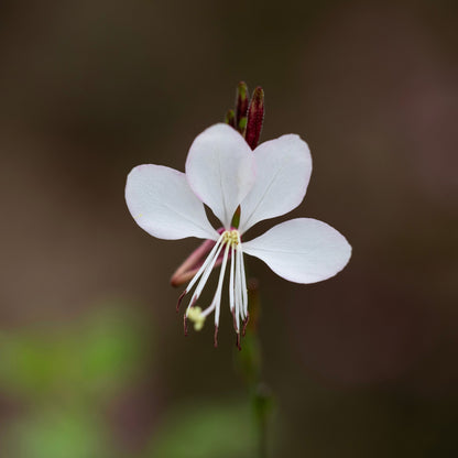 100 White GAURA WHIRLING BUTTERFLIES Gaura Lindheimeri Flower Seeds