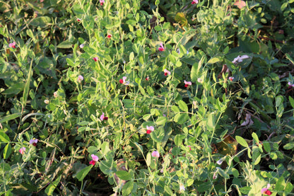 50 AUSTRIAN WINTER PEA Caley Flower Pisum Sativum Ground Cover Crop Legume Seeds